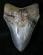 Gorgeous Megalodon Tooth - Great Serrations #19386-1